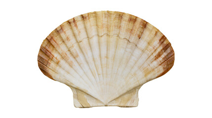 Isolated Pecten maximus shell, a natural marine treasure often found on sandy beaches © Conor