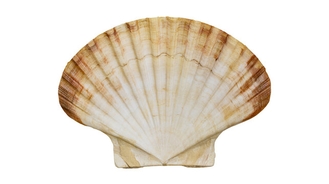 Isolated Pecten maximus shell, a natural marine treasure often found on sandy beaches