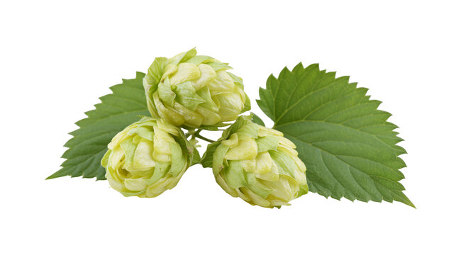 Isolated fresh green hop cones and leaves, essential ingredient for brewing craft beer