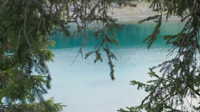 Turquoise Mountain Lake Framed by Pine Needles and Evergreen Tree Branches