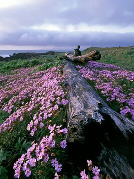 Driftwood on Ishikawa coastal meadow with wildflowers