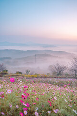 Fototapeta premium 朝焼けに染まる山々とピンクのコスモス畑の美しい風景
