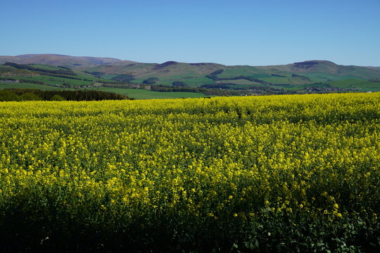 Yellow Oilseed Rape Field Facing the Cheviot Hills from the Scottish Borders