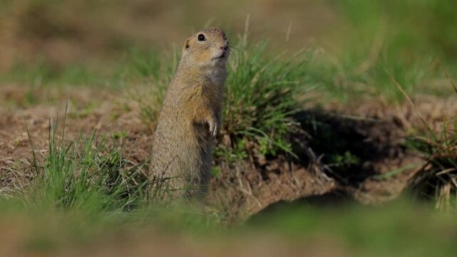 European Ground Squirrel Foraging Near Its Burrow on a Sunny Summer Day