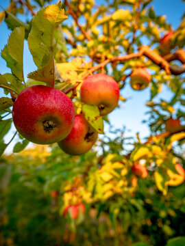 Reife rote &Auml;pfel an einem Apfelbaum in einer Plantage