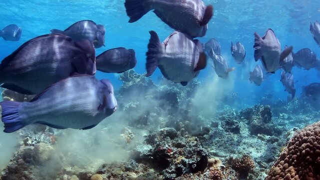 Vast School of Bumphead Parrotfish Foraging on a Vibrant Coral Reef, Stirring Up Sediment in Crystal Clear Tropical Ocean