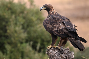 Fototapeta premium a seriuos golden eagle in spain in freedom