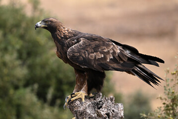 Fototapeta premium a majestic golden eagle in freedom in spain