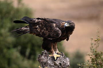 Fototapeta premium a majestic golden eagle in freedom in spain