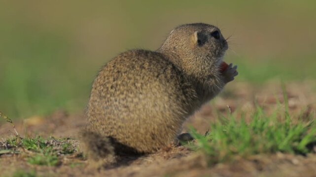 European Ground Squirrel Foraging Near Its Burrow on a Sunny Summer Day