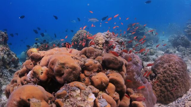 Vibrant Underwater Coral Reef with Schooling Orange Anthias, Bicolor Angelfish, and Threadfin Butterflyfish in Crystal Clear Tropical Ocean Water, Rich Marine Life Ecosystem.