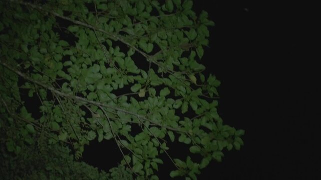 A small slow loris forages at the end of a leafy tree branch at night, searching through foliage while illuminated against the dark forest.