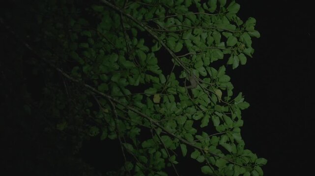 A slow loris moves around at the edge of a tree branch in search of food.