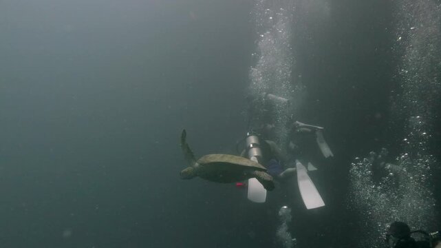 A sea turtle swims through open water past scuba divers releasing bubbles during a dive at Sipadan Island.