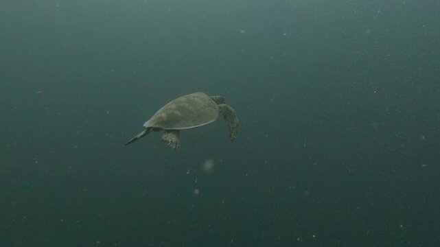 A green sea turtle swims steadily away through open blue water underwater, gradually moving farther from the camera.