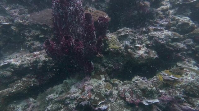 Close underwater view of a large purple tube sponge growing among coral and rocky reef structure at Sipadan Island.