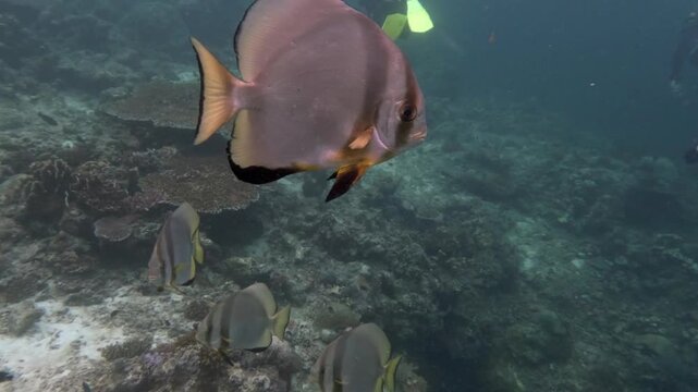A large batfish swims close past the camera above a coral reef while several smaller batfish move through the background.