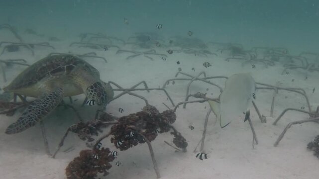 A green sea turtle rests across a submerged metal frame as a pale batfish swims nearby and small striped fish move over the sandy seabed.