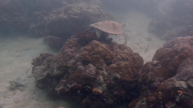 A green sea turtle rests balanced on top of a coral outcrop above the sandy seabed in hazy tropical water.