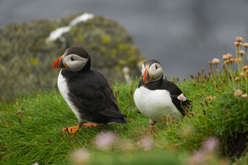 Fototapeta premium Stunning wildlife photography of Atlantic puffins and razorbills in their natural coastal cliff habitat by the ocean.
