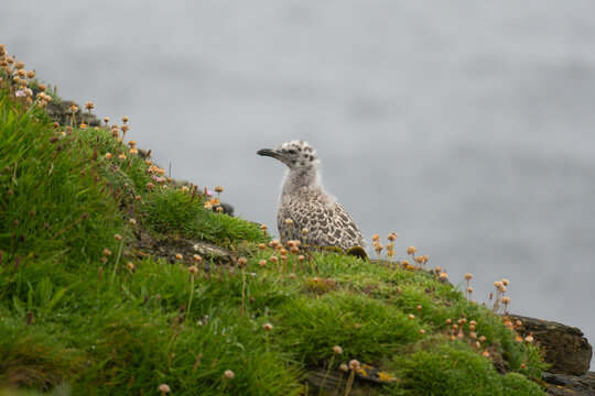 Stunning wildlife photography of Atlantic puffins and razorbills in their natural coastal cliff habitat by the ocean.