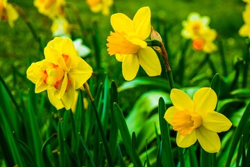 Obraz premium Vibrant Yellow Daffodils In Bloom