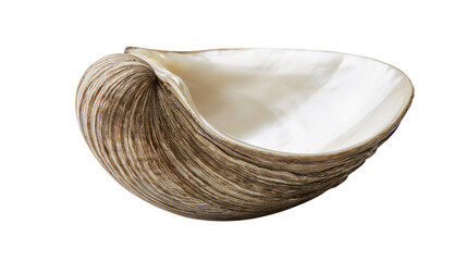 Isolated clam shell half, showcasing natural organic texture and iridescent mother of pearl © Saoirse
