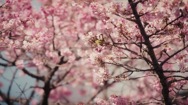 A Japanese white-eye bird forages among dense pink cherry blossoms along the Itokawa River in Atami, Japan.