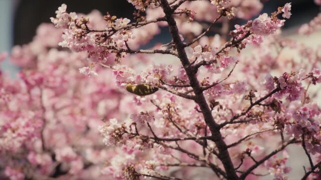 A Japanese white-eye bird perches among sunlit cherry blossoms along the Itokawa River in Atami, Japan.