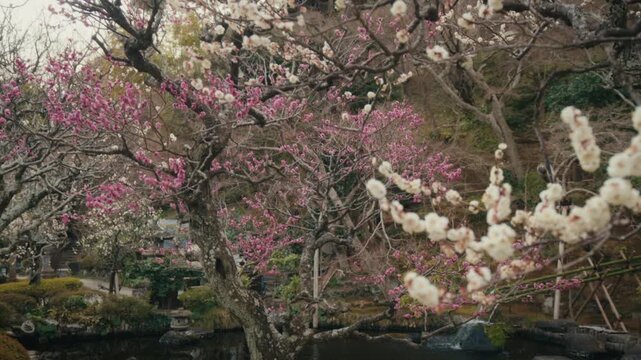 Delicate white and pink plum blossoms frame a serene koi pond at Hasedera Temple in Kamakura, Japan, where a gentle stone fountain and stepping stones complete a peaceful traditional garden scene.