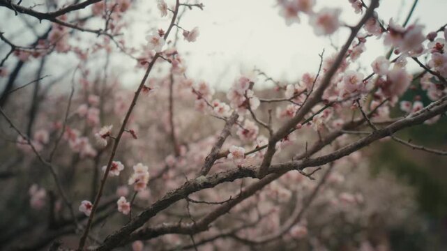 A macro view of delicate pink plum blossoms at Atami Plum Garden in Japan highlights the flowers' fine detail and texture, softened by gentle backlighting and a dreamy blurred backdrop.