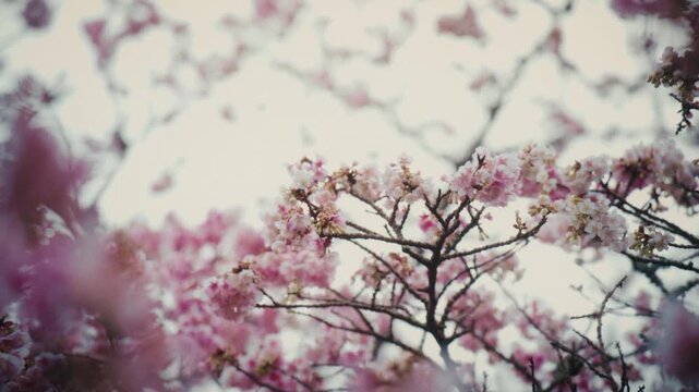 A tiny Japanese white-eye bird forages among vivid pink cherry blossoms in Atami, Japan, adding a touch of wildlife to the seasonal bloom.