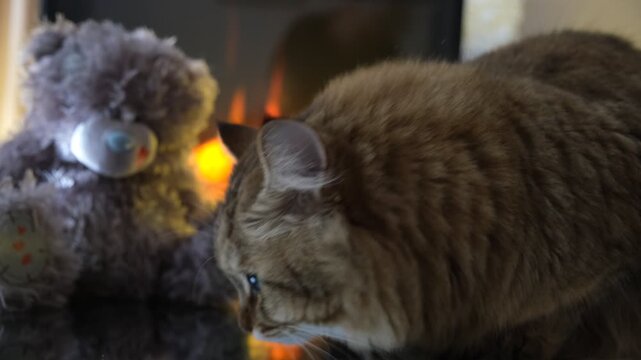 Cozy room, norwegian forest cat and teddy bear by the fireplace. The warm, dancing flames cast a gentle glow on the walls. Atmospheric mood