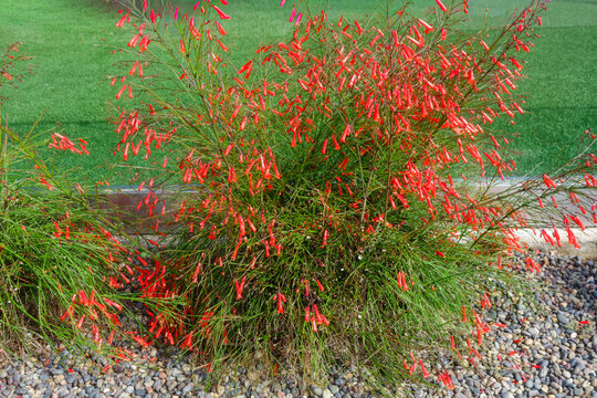 Vibrant firecracker plant bush blooming with bright red tubular flowers in a rocky landscape garden bed during the daytime