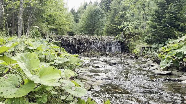 Horizontal 16:9 static shot showing a wild beaver dam made of branches and logs over a forest river stream in 4K 30fps. Natural wildlife architecture and water flow.