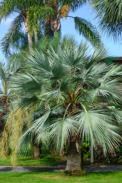 Blue hesper palm tree showcasing distinctive silvery blue fan fronds growing in a tropical landscaped garden on sunny day, San Digo, CA