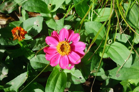 Bright pink zinnia flower blooming amidst lush green leaves alongside an orange butterfly resting on a smaller blossom outdoors, San Diego, CA