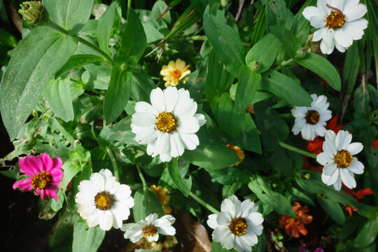 A cluster of white narrowleaf zinnia flowers blooming amidst lush green leaves along with smaller yellow and orange blossoms outdoors during day, San Diego, CA