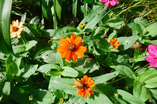 A bright orange zinnia flower blooming amidst green foliage alongside an orange skipper butterfly perched on a nearby blossom outdoors, San Diego, California