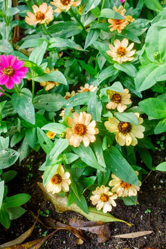 Pale peach and vibrant pink common zinnia flowers blooming amidst lush green leaves in a garden bed outdoors, San Diego, CA