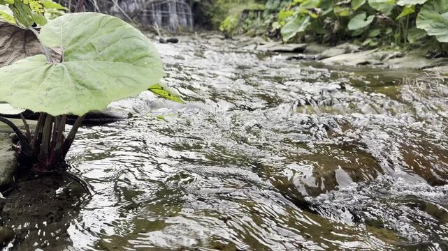 Horizontal 16:9 detail close up shot of clear water flowing past fallen dry leaves and branches behind a wild beaver dam in 4K 30fps. Calm nature B-roll for video production.