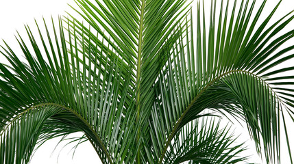 Isolated vibrant green tropical palm fronds, lush foliage for summer and vacation themes © Diego