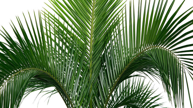Isolated vibrant green tropical palm fronds, lush foliage for summer and vacation themes