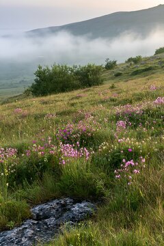 Meadow with campion at sunset near misty hills