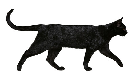 Isolated black cat walking confidently, elegant feline animal in motion, side view, natural step © Cian