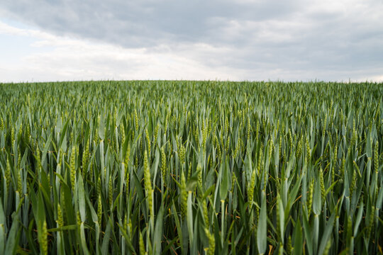 Green wheat field with growing crops under a cloudy sky, symbolizing agriculture, growth, and farming