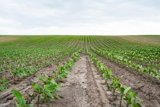 Growing green plant rows on a field extending into the horizon under a cloudy sky, symbolizing agriculture and food production