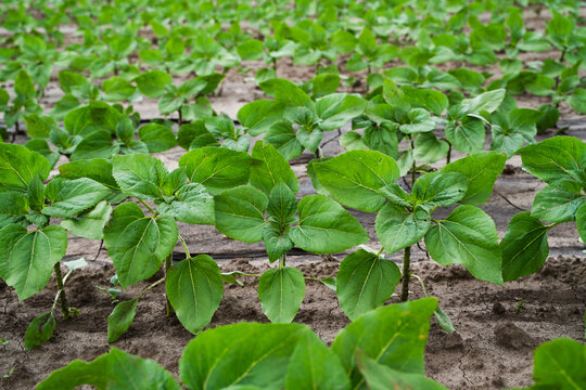 Young green sunflower seedlings growing in rows on agricultural field, new crop cultivating in fertile soil