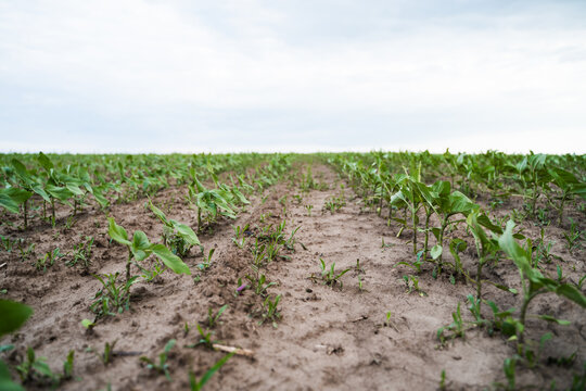Green plants emerging from the rich soil on a vast farm field, forming parallel rows under the wide, pale sky