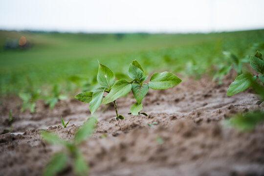 Young sunflower seedling growing in row on agricultural field, new life and growth in spring agriculture